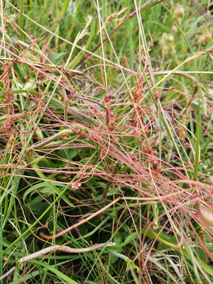 Cuscuta epithymum (Quendel-Seide)