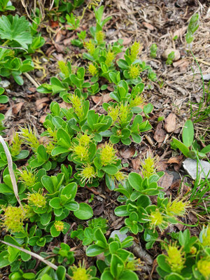 Salix retusa (Stumpfblättrige Weide)