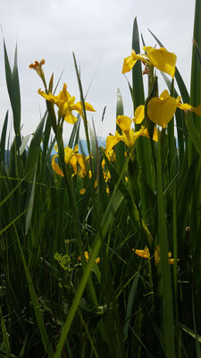 Iris pseudacorus (Sumpf-Schwertlilie)