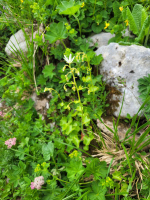 Saxifraga rotundifolia (Rundblättriger Steinbrech)