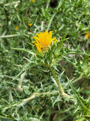 Scolymus hispanicus (Spanische Golddistel)