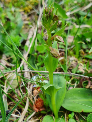 Coleoglossum viride (Grüne Hohlzunge)