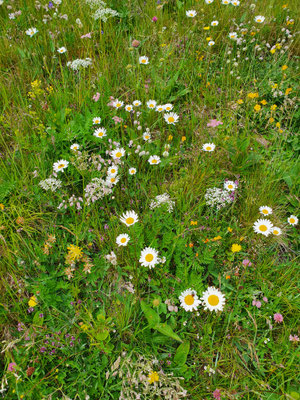 Blumenwiese