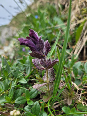 Bartsia alpina (Alpenhelm)