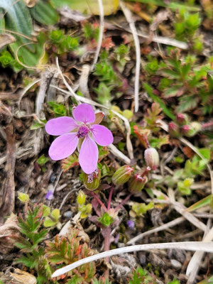 Erodium cicutarium (Gemeiner Reiherschnabel)