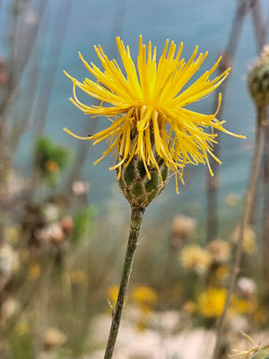 Centaurea solistitialis ( Sonnenwendflockenblume)