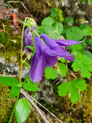 Aquilegia atrata (Dunkle Akelei)