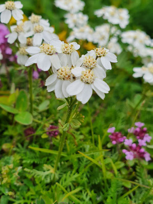 Achillea erba-rotta subsp. moschata (Moschus-Schafgarbe / Iva)