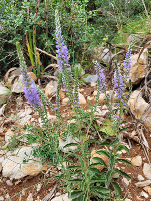 Veronica spicata (Ähriger Ehrenpreis)
