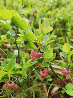 Vaccinium myrtillus (Heidelbeere)