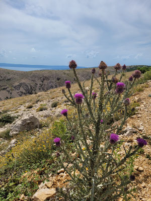 Onopordum illyricum (Illyriosche Eselsdistel)