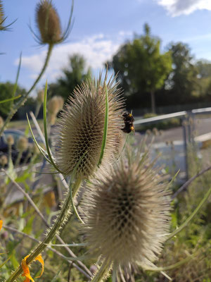 Hummel auf Karde