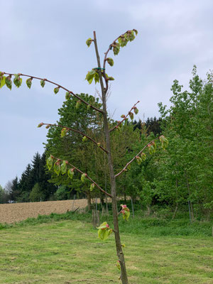 Pflanzung Kaiserlinde im April 2022