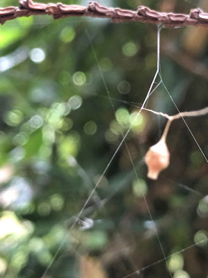 シロカネイソウロウグモの卵嚢（他のクモの巣の隅っこに、ちゃっかり卵を産み付ける居候😅）