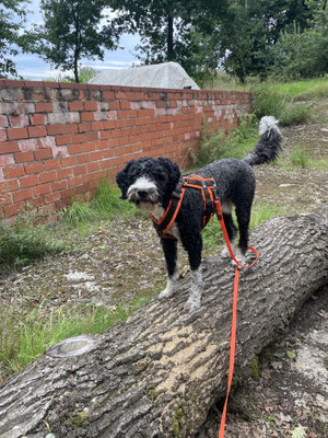 Hund balanciert