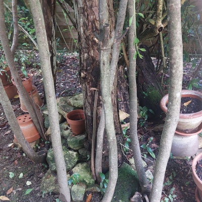 Effet Banyan tree avec des branches de figuier soutenant des forsythias en tonnelle