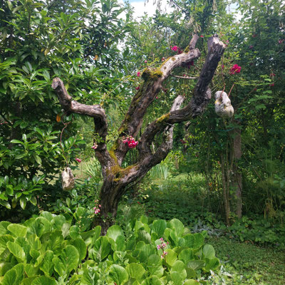 L'arbre aux galets