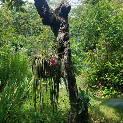 Suspension  sur un arbre mort
