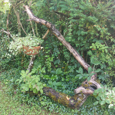 Lierre panaché sur un tronc d'arbre abattu lors d'une tempête