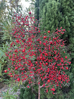 Branche de baies rouges artificielle haut de gamme