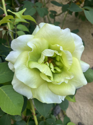 Rose Artificielle Haut de Gamme