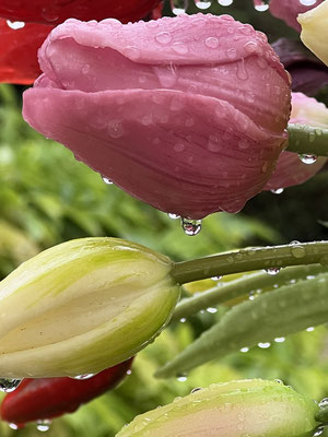 Tulipes artificielles haut de gamme