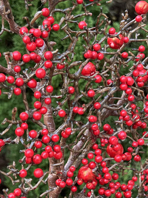 Branche de baies rouges artificielle haut de gamme