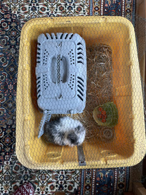Albert - hat "acarodermatitis" (in other words: mites) :o He had to take a bath. :( And dry off in nasty quarantine (the living-room) for the rest of the day. :s