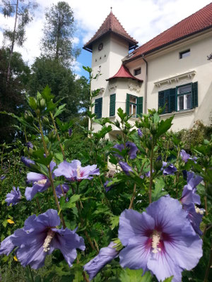 Schloss Ebenau im Sommer mit Hibiskus ©Galerie Walker