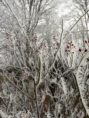 Schlosspark, Raureif im November ©Galerie Walker