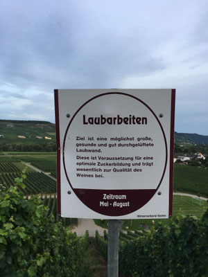 Auf dem Wein-Lehrpfad