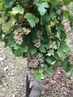 Riesling kurz vor der Ernte 2019