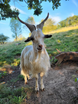 Jack Sparrow, Mix aus Girgentana- und Zwergziege, kastrierter Bock, Sohn von Hermine, eigene Nachzucht (*2021)