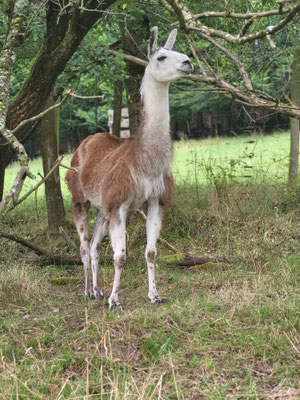 Sancho, eines unserer ersten beiden Lamas, war ein toller Wanderer, mittlerweile in Rente (*2007)
