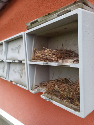 Starennester in den Mauerseglerkästen (C. Bartke)