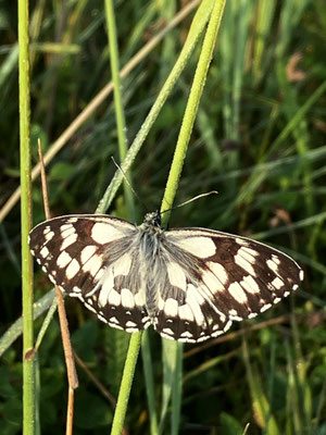 Schachbrettfalter (M. Neumann)