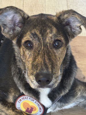 Frodo unser neuer Zughund