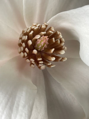Farbfotografie Magnolienblüten_©by Evelyne Ziegler – Fotodruck erhältlich auf Hahnemühle Fineart-Papier 32 x 24 cm