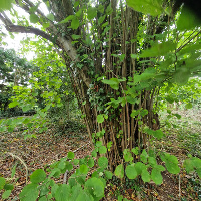 Mature hazel near entrance to the copse