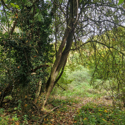 GL01 - Approaching the glade at Old Hutchcomb's Copse