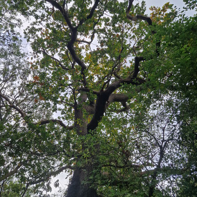 Oak tree w3w ///ears.entire.human