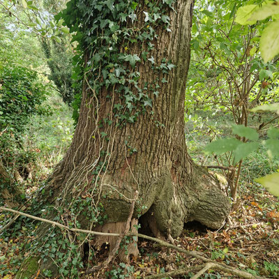 U04- Hollow base tree