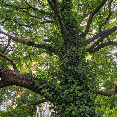 Field Maple near entrance to the copse