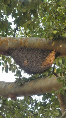 im Urwaldtempel Ta Prohm - ein Wildbienennest