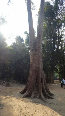 im Urwaldtempel Ta Prohm