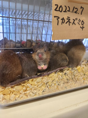 アカネズミ