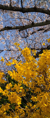 ～  Pink & Yellow  ～ 　心躍る  Springカラー♪　 (2021.4.1) (c) Yukie Arai