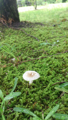 ～  ディスカバリー☆２ ～　工房からの散歩道...  ひっそり涼しげ～　　(2020.6.17) (c) Yukie Arai