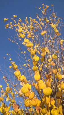 ～  寒空に  ～　はらめく 黄金色～♪ 　　(2024.11.19) (c) Yukie Arai