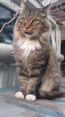 ～  平常心  ～ 　・・・凛々しい眼差しで☆　 (2021.2.22) (c) Yukie Arai